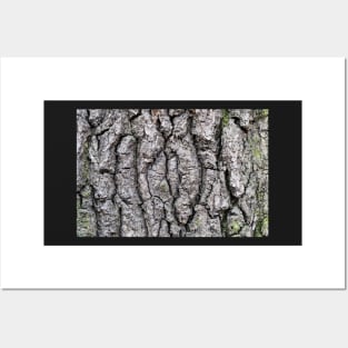 Tree bark texture, nature Posters and Art